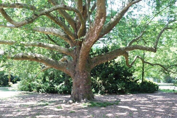 【世界の街角】ドイツ・フランクフルトの緑豊かな公園を歩き、自然景観を楽しむ