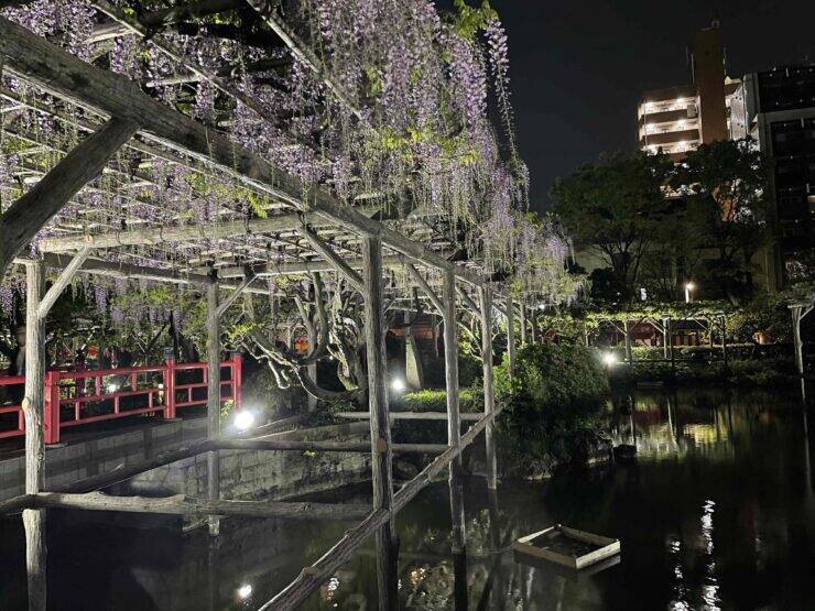 【日本季節散歩】東京都江東区亀戸で味わう美しく甘美な藤の花と美味しいアサリ鍋