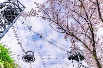 神奈川・相模原 に2,500本の桜が咲き誇るお花見イベント「さがみ湖桜まつり」開催！
