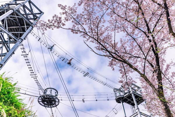 神奈川 相模原 に2 500本の桜が咲き誇るお花見イベント さがみ湖桜まつり 開催 22年3月16日 エキサイトニュース