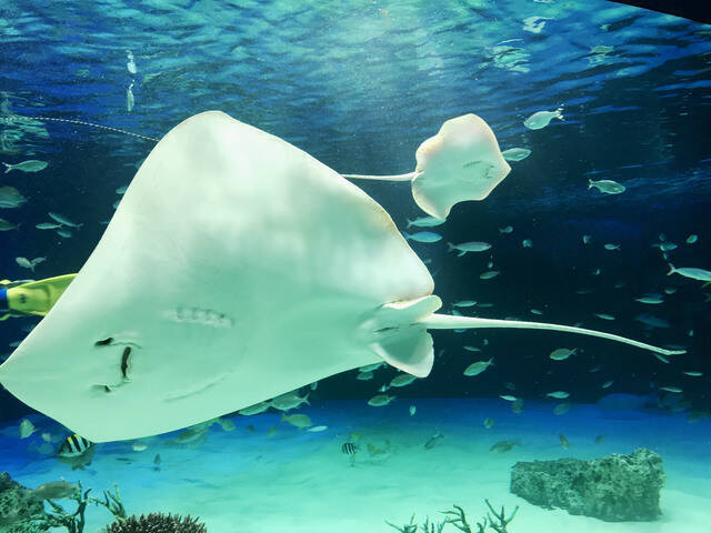 サンシャイン水族館 小さい姿は今だけ かわいい赤ちゃん多数登場 19年5月31日 エキサイトニュース