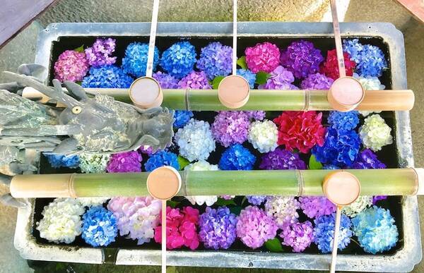 梅雨を楽しむ 京都開催のおすすめ 紫陽花まつり 3選 19年6月14日 エキサイトニュース