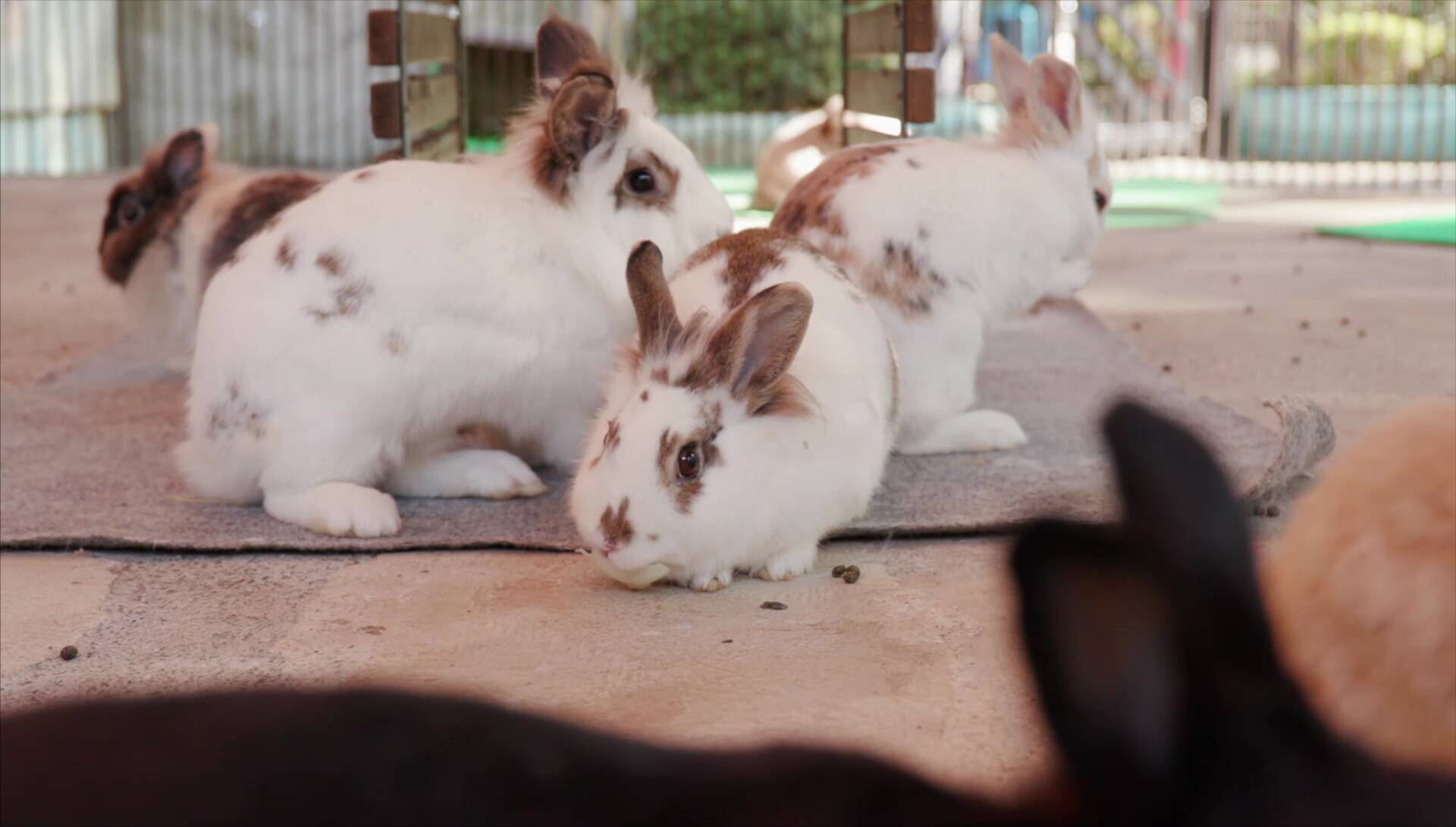 まるでリス天国 かわいい小動物と触れ合うアットホームな動物園 19年5月16日 エキサイトニュース