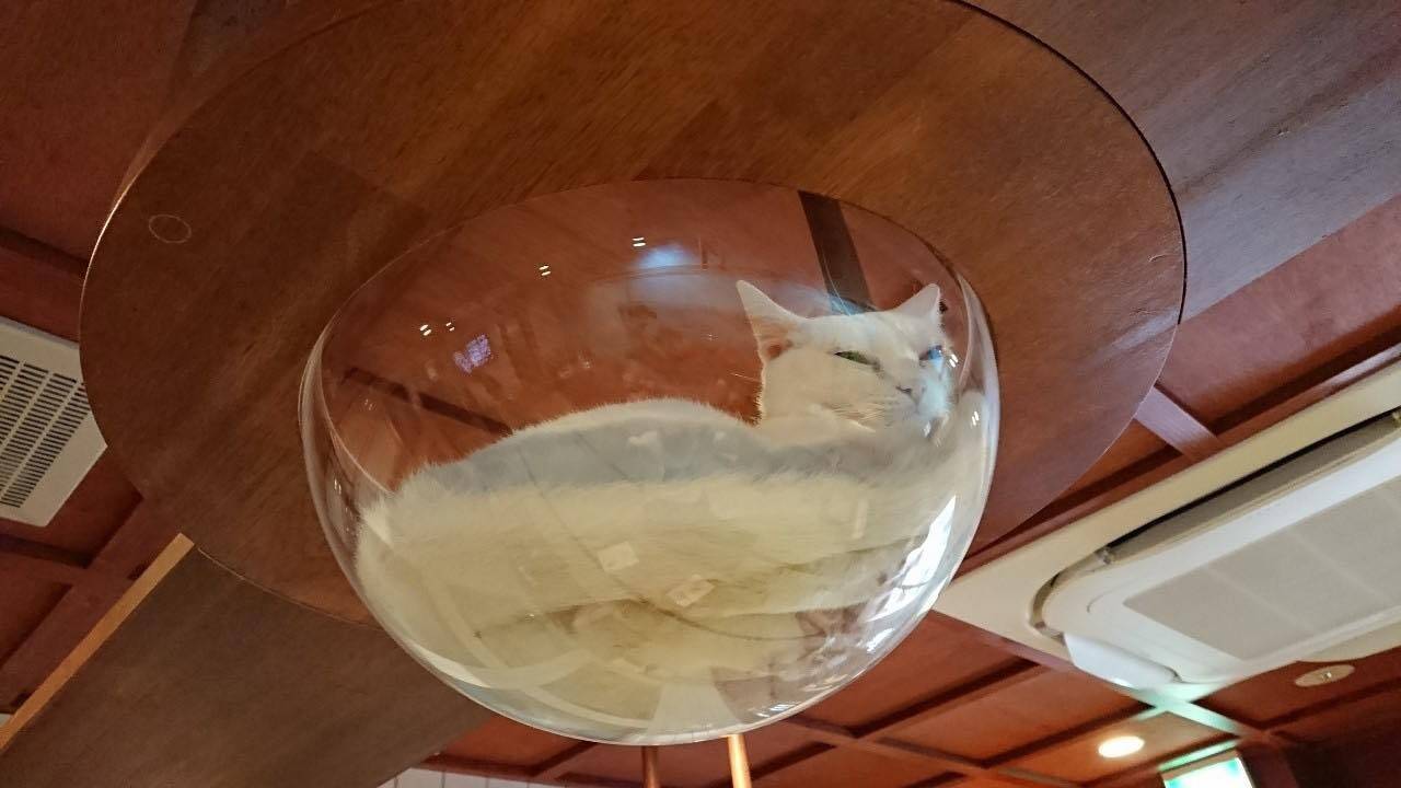 日本初 銭湯風保護猫カフェ ねこ浴場 オープン 19年7月27日 エキサイトニュース