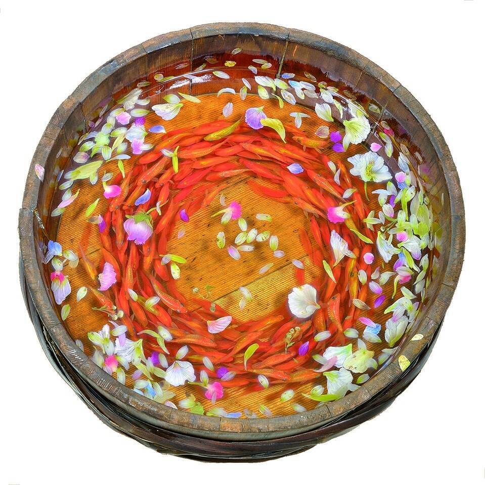 金魚を愛する作家による 金魚 展 開催 19年8月27日 エキサイトニュース