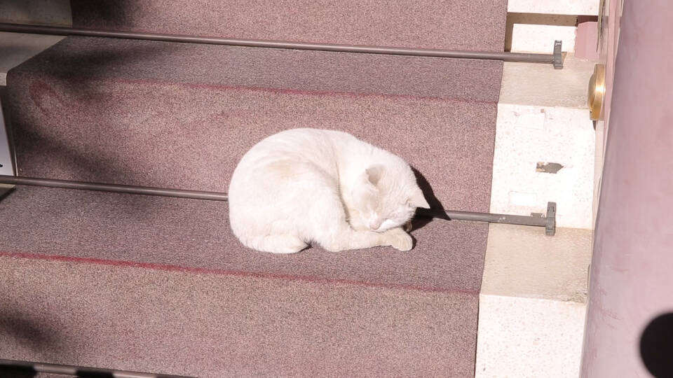 幸運を運ぶ猫に会える にゃんとも可愛い縁結びスポット 年2月2日 エキサイトニュース