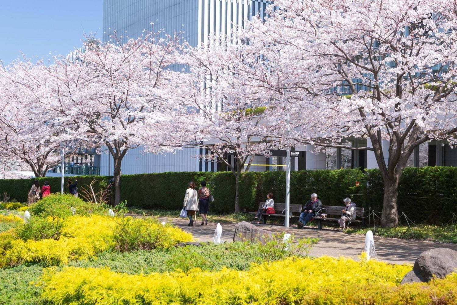 東京ミッドタウンの ミッドタウン ブロッサム 夜桜ライトアップ 春色 ロゼでお花見も 年3月4日 エキサイトニュース