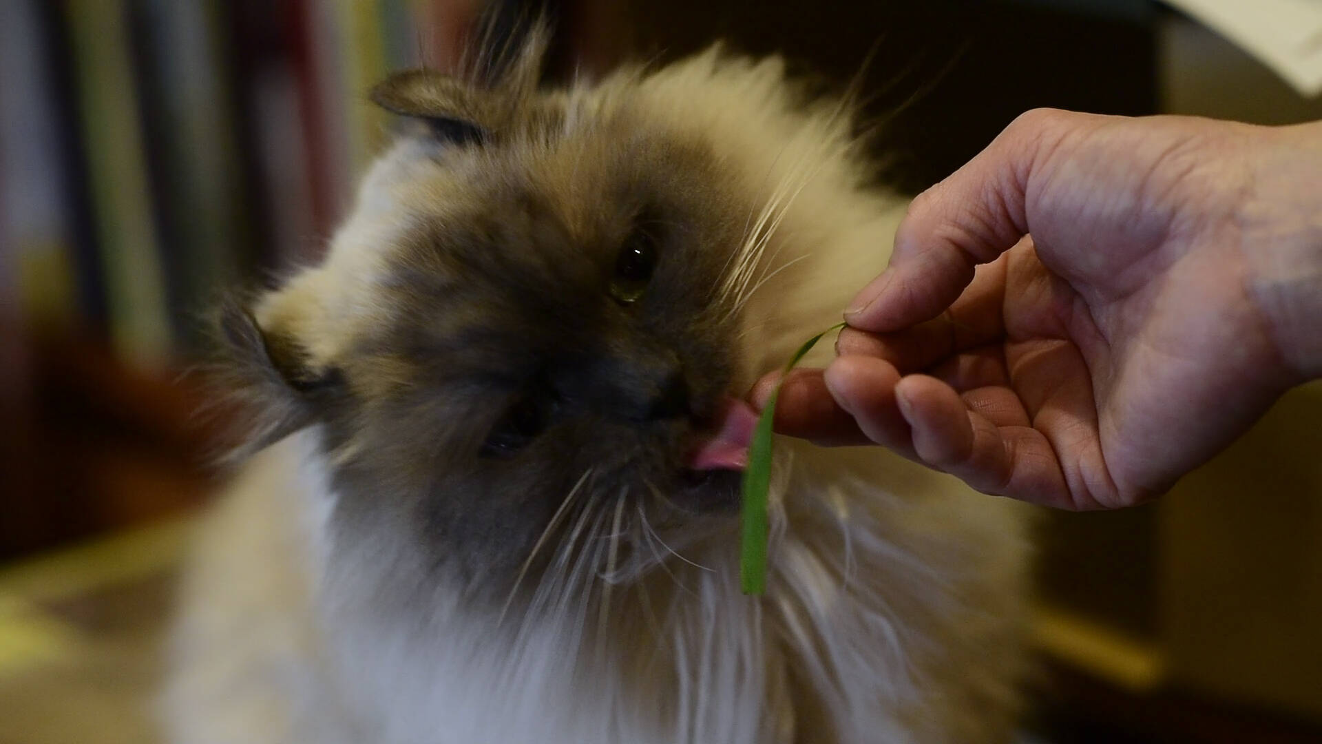 猫と優雅にティータイム 紅茶専門店 ディー カッツェ 4匹の美猫一家 18年4月6日 エキサイトニュース