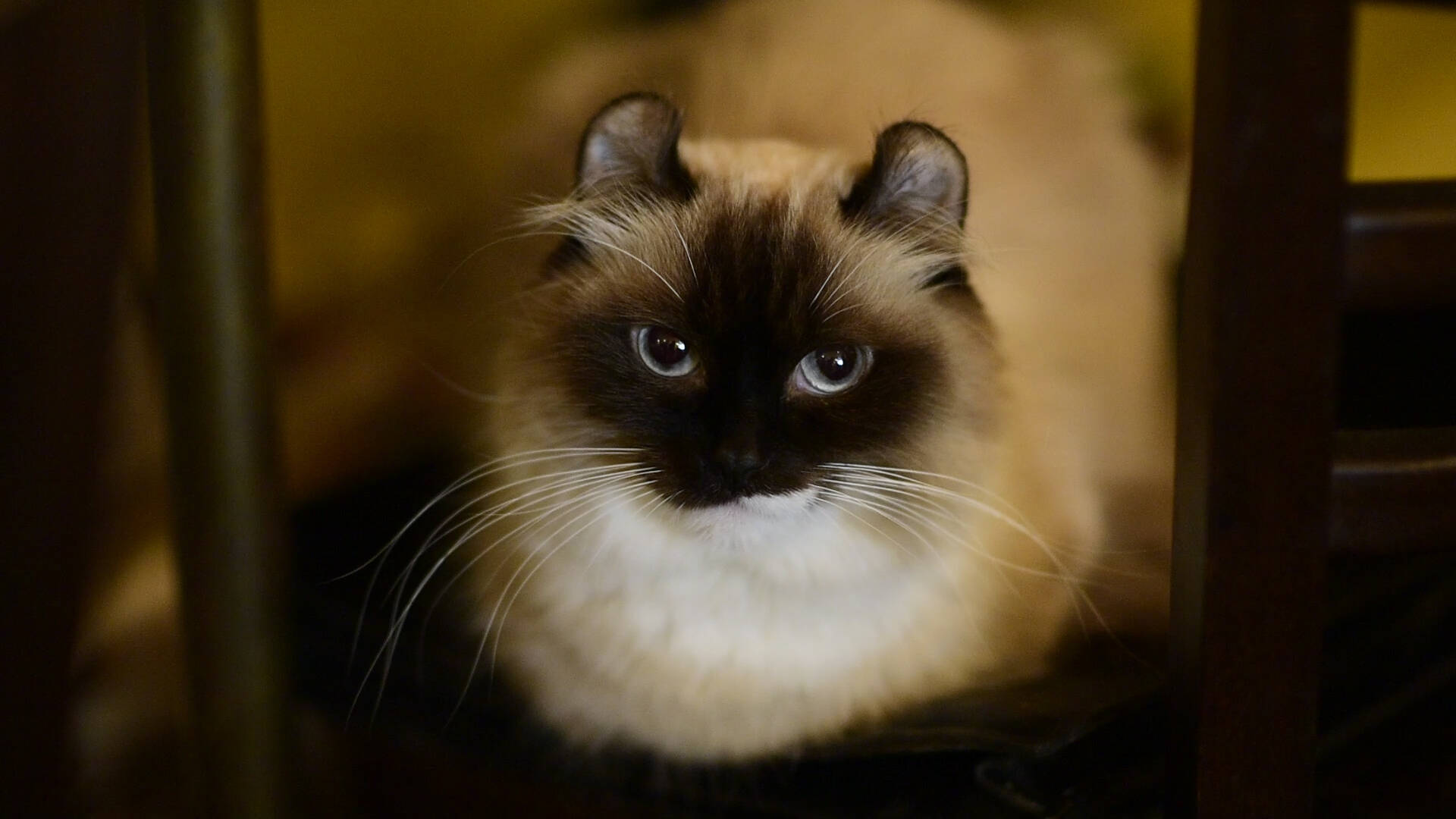 猫と優雅にティータイム 紅茶専門店 ディー カッツェ 4匹の美猫一家 18年4月6日 エキサイトニュース