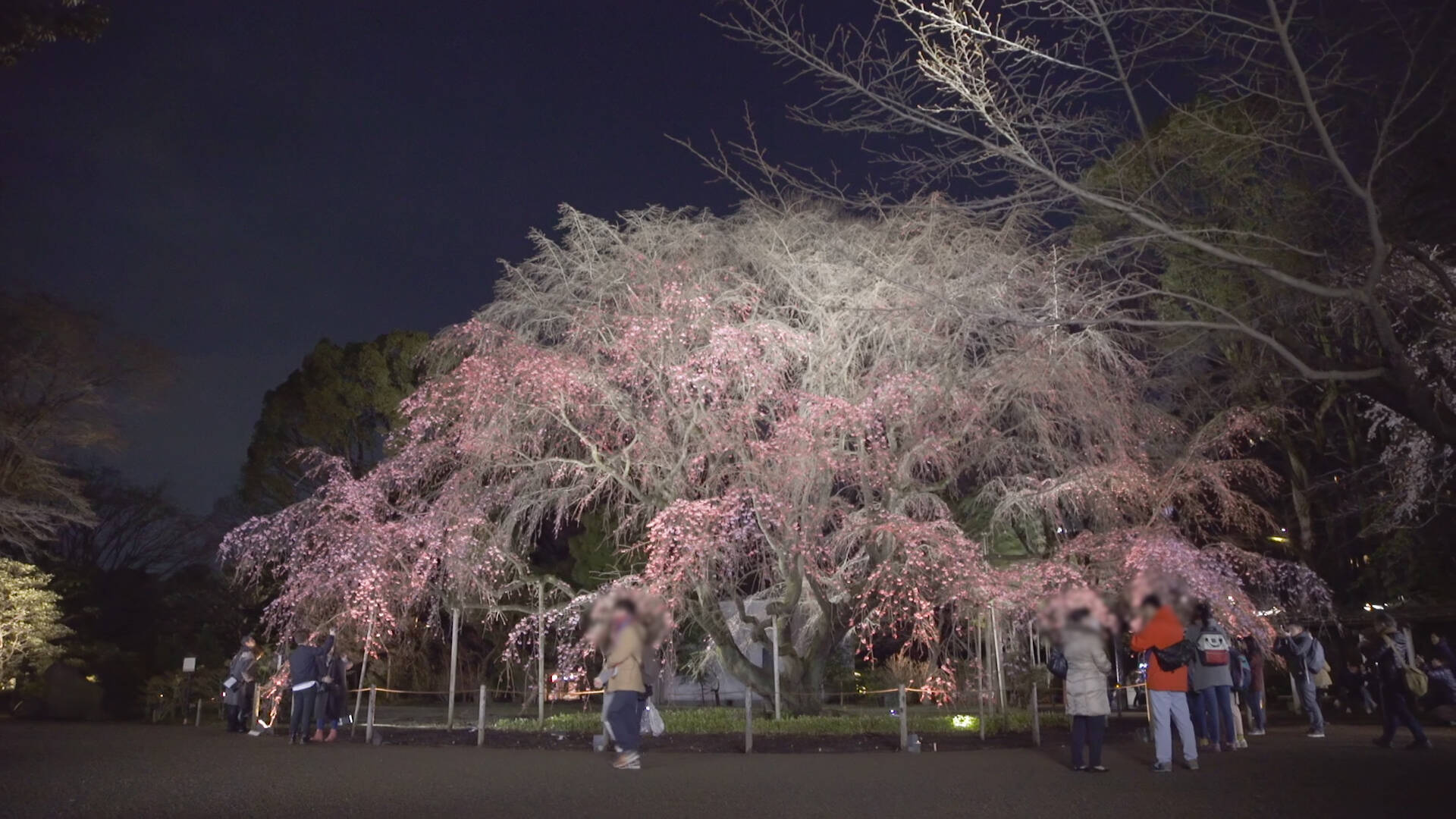 夜桜とともに感じる 春の足音 六義園しだれ桜ライトアップ 17年4月3日 エキサイトニュース