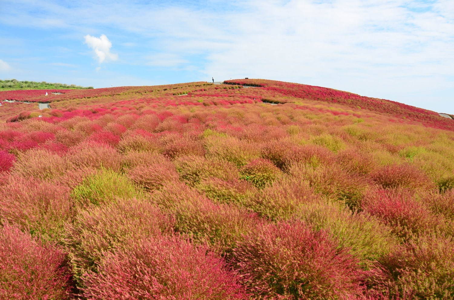 茨城 国営ひたち海浜公園 コキア で真っ赤に染まる秋の紅葉 エキサイトニュース