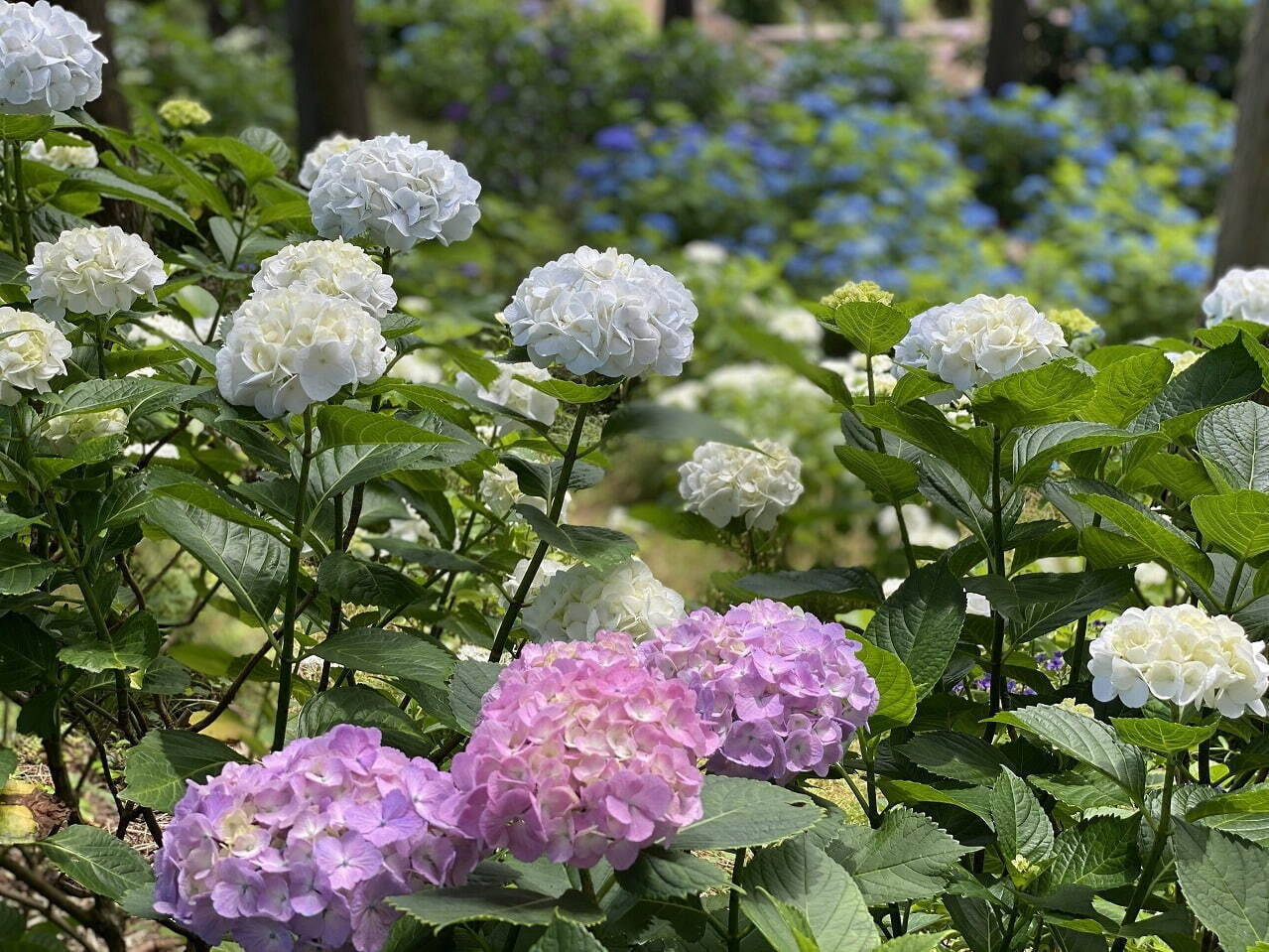 静岡 あじさいの名所 三島スカイウォーク 5品種13 000株が見頃に 21年6月日 エキサイトニュース