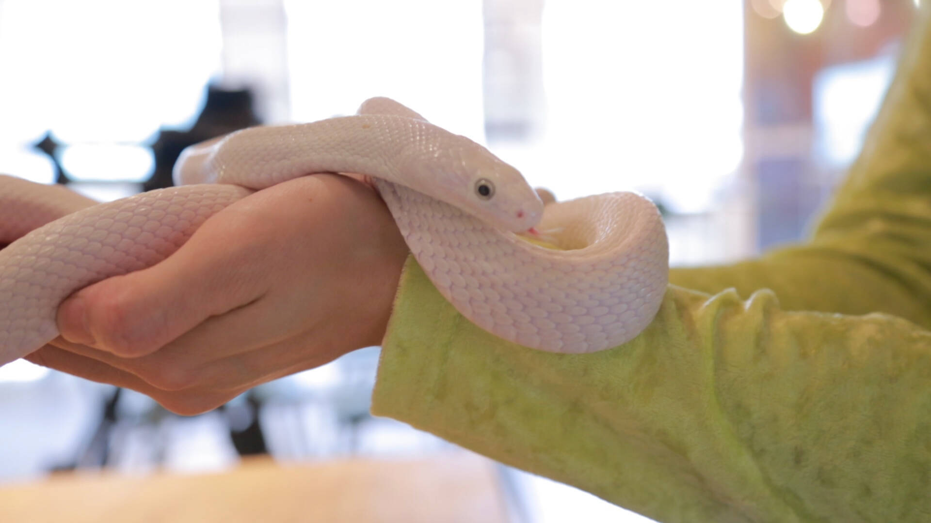 アメリカ村に佇む新感覚スポット スネークカフェ 18年7月11日 エキサイトニュース アメリカ村に佇む新感覚スポット スネークカフェ 18年7月11日 エキサイトニュース