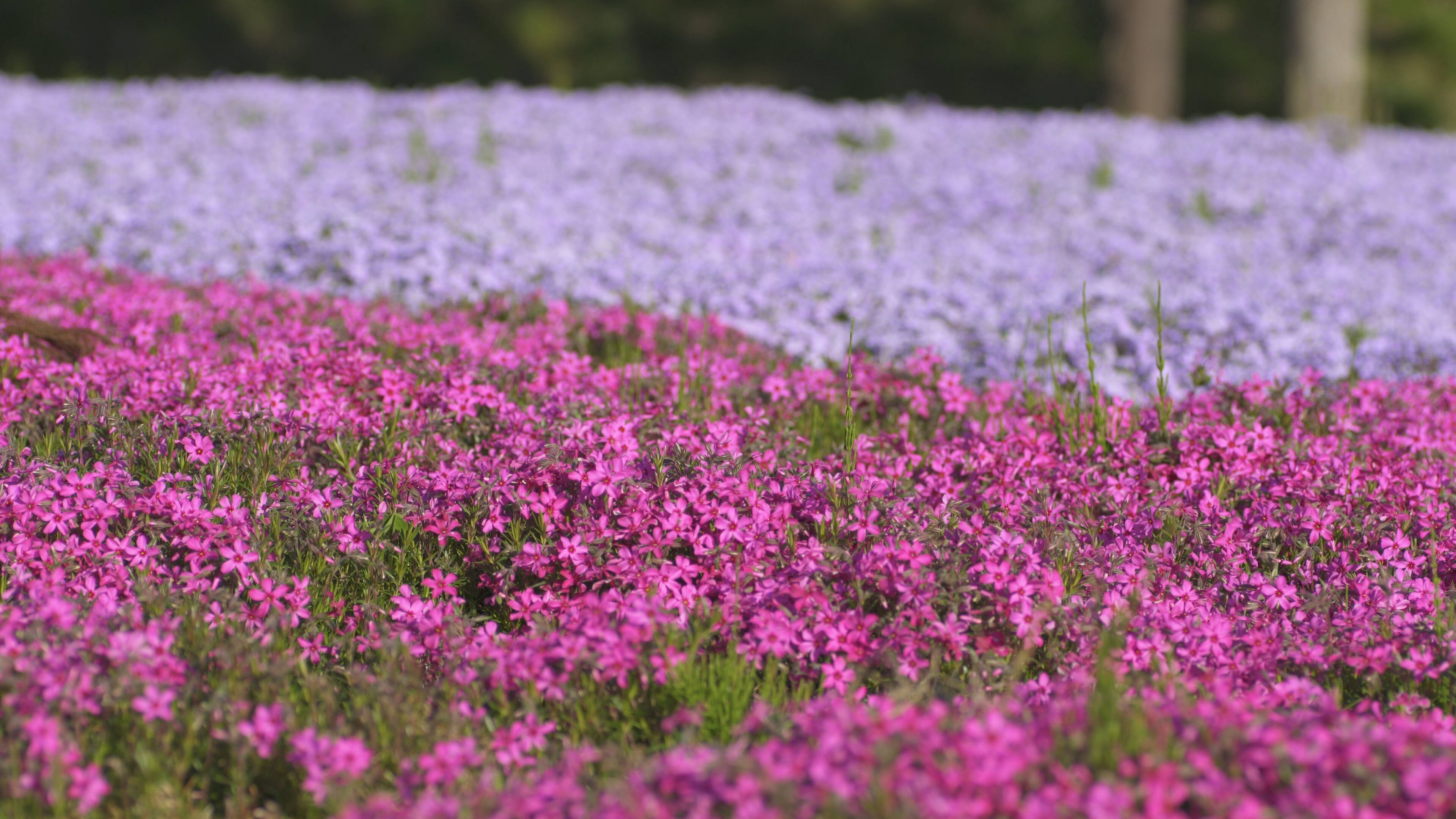 広大な花空間にうっとり 芝桜で染まる春の絶景 芝桜まつり 17年4月22日 エキサイトニュース