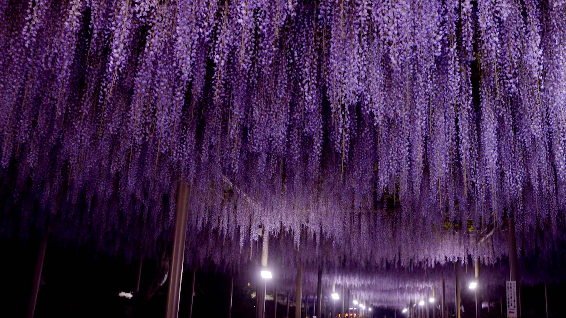 幻想的な美しさ 藤色のカーテンに包まれる大人のお花見 18年3月29日 エキサイトニュース