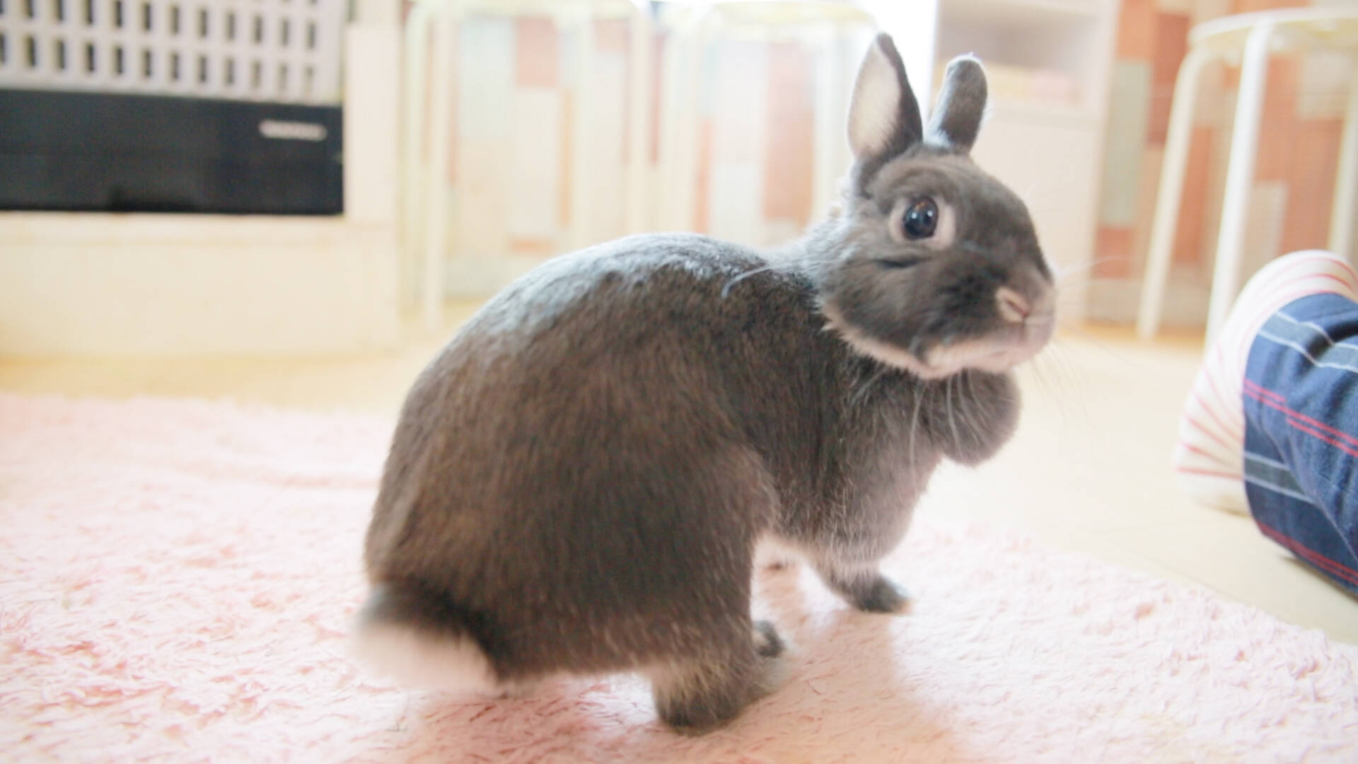 原宿でウサギさんをモフれる うさぎカフェ Ra A G F 16年8月13日 エキサイトニュース