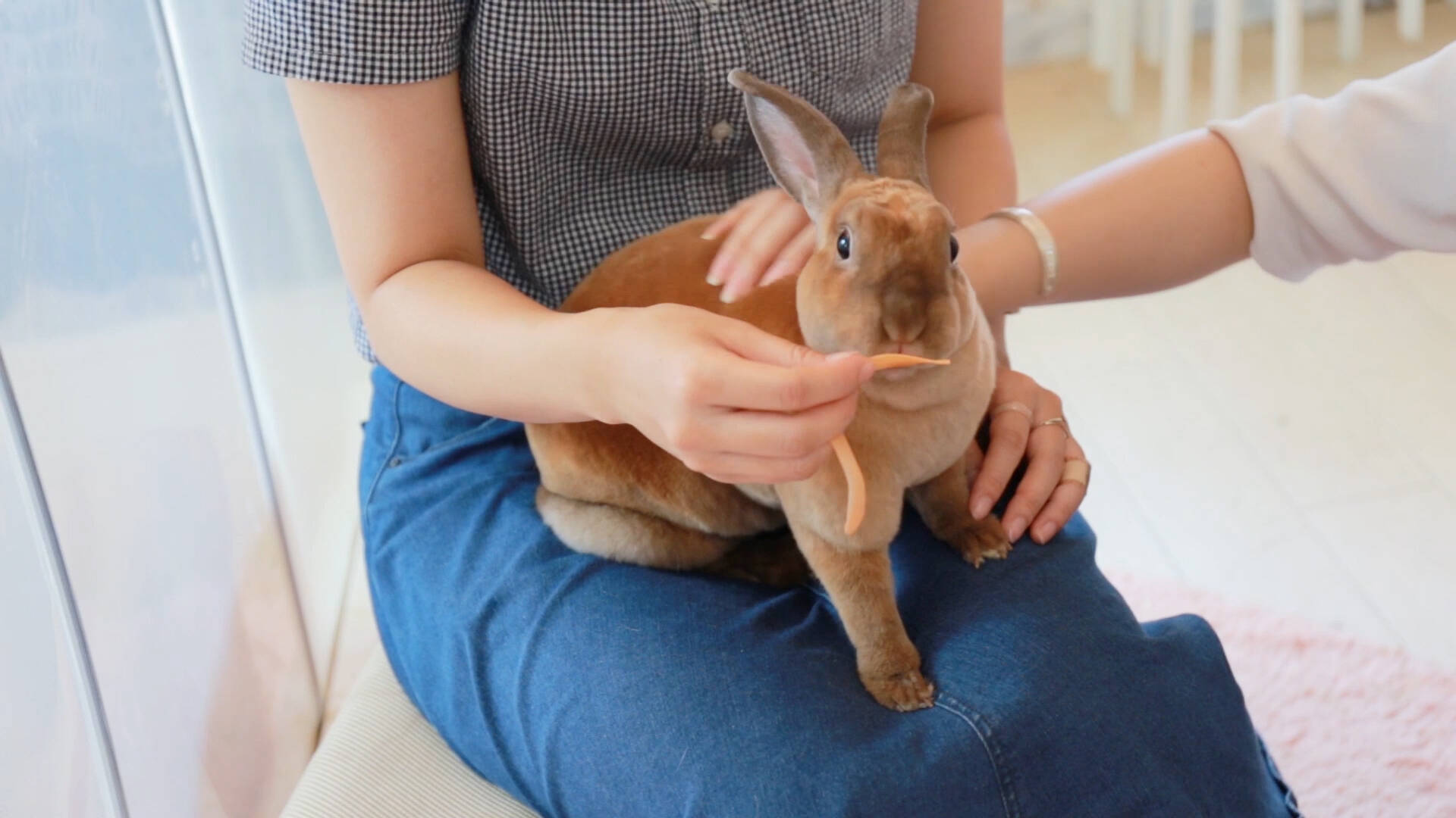 うさぎを飼っているお姉さんの家に遊びに行く がコンセプトのウサギカフェ ラフ 16年8月14日 エキサイトニュース