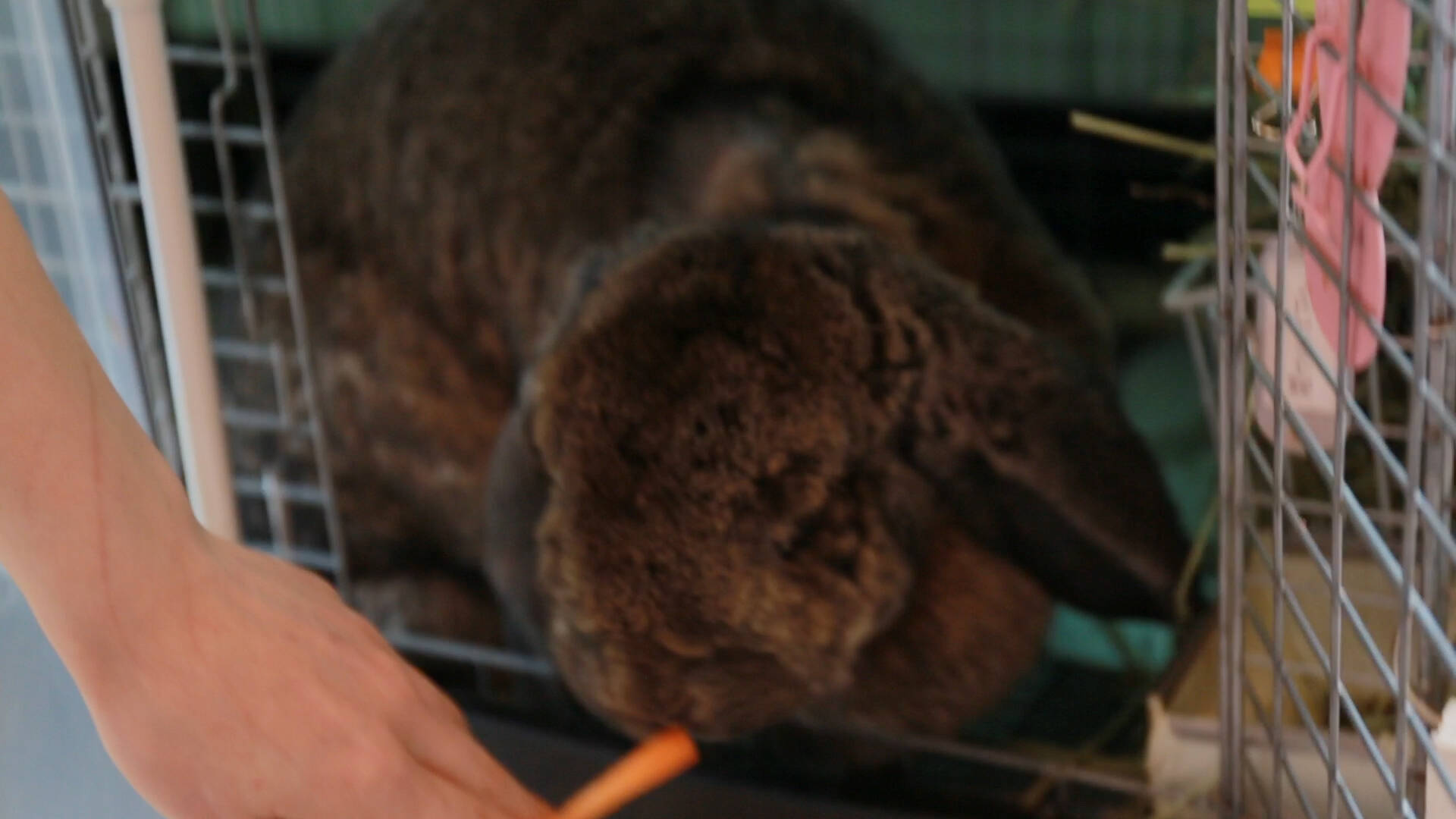 うさぎを飼っているお姉さんの家に遊びに行く がコンセプトのウサギカフェ ラフ 16年8月14日 エキサイトニュース