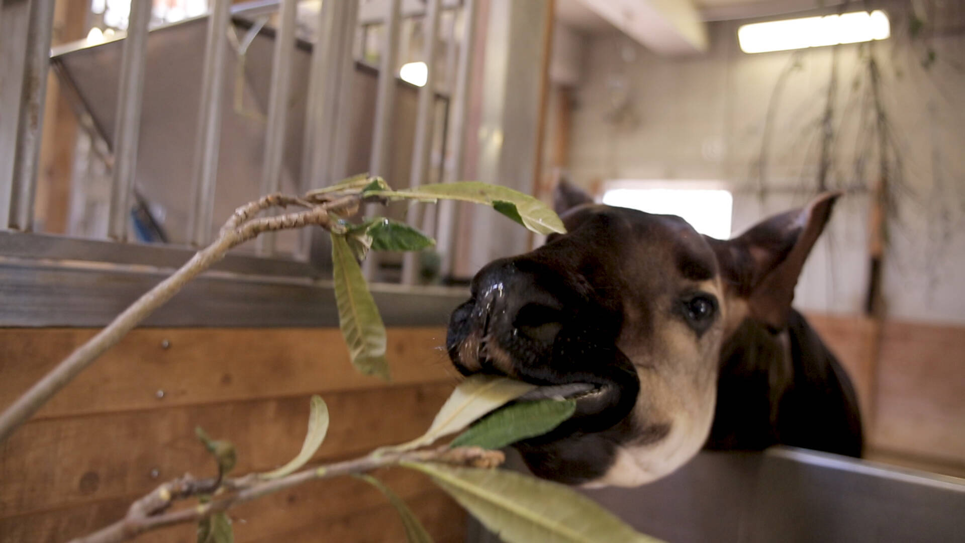 まるでサバンナ 広々とした自然に囲まれた日本最大級の動物園 18年4月11日 エキサイトニュース