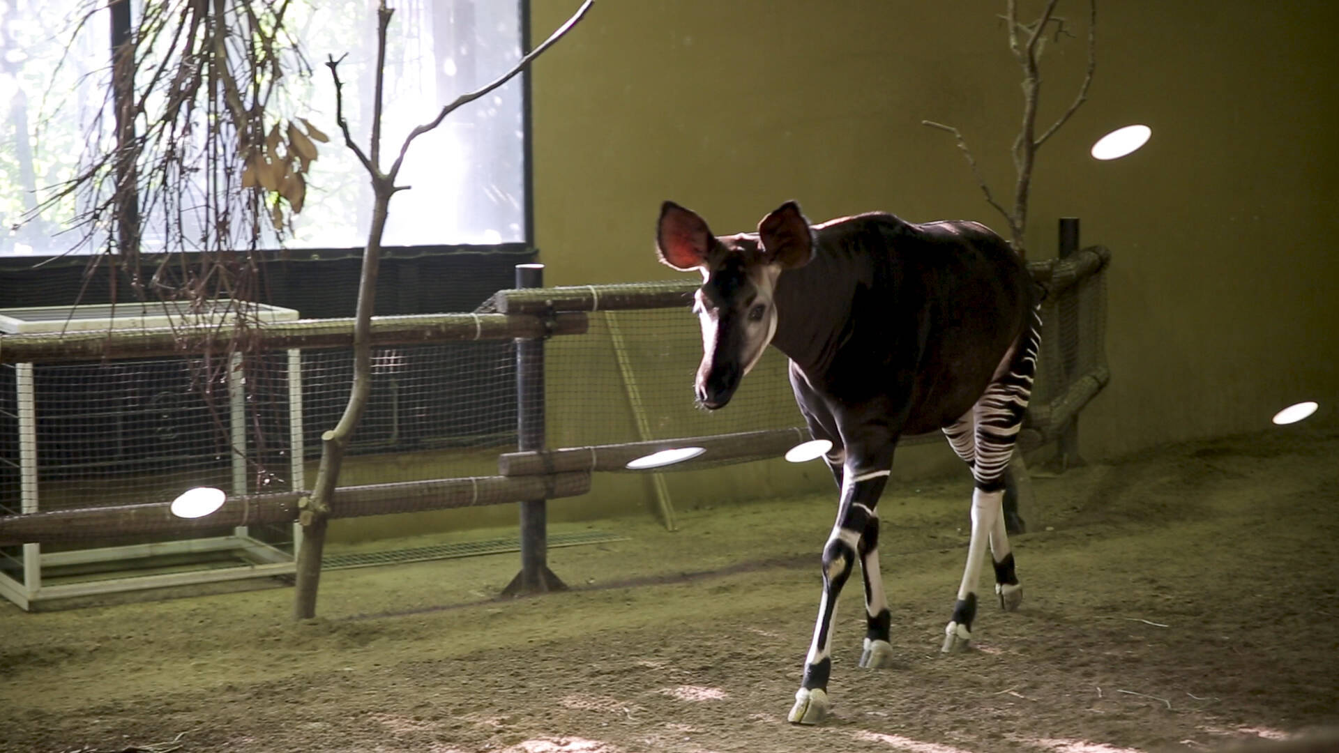 まるでサバンナ 広々とした自然に囲まれた日本最大級の動物園 18年4月11日 エキサイトニュース