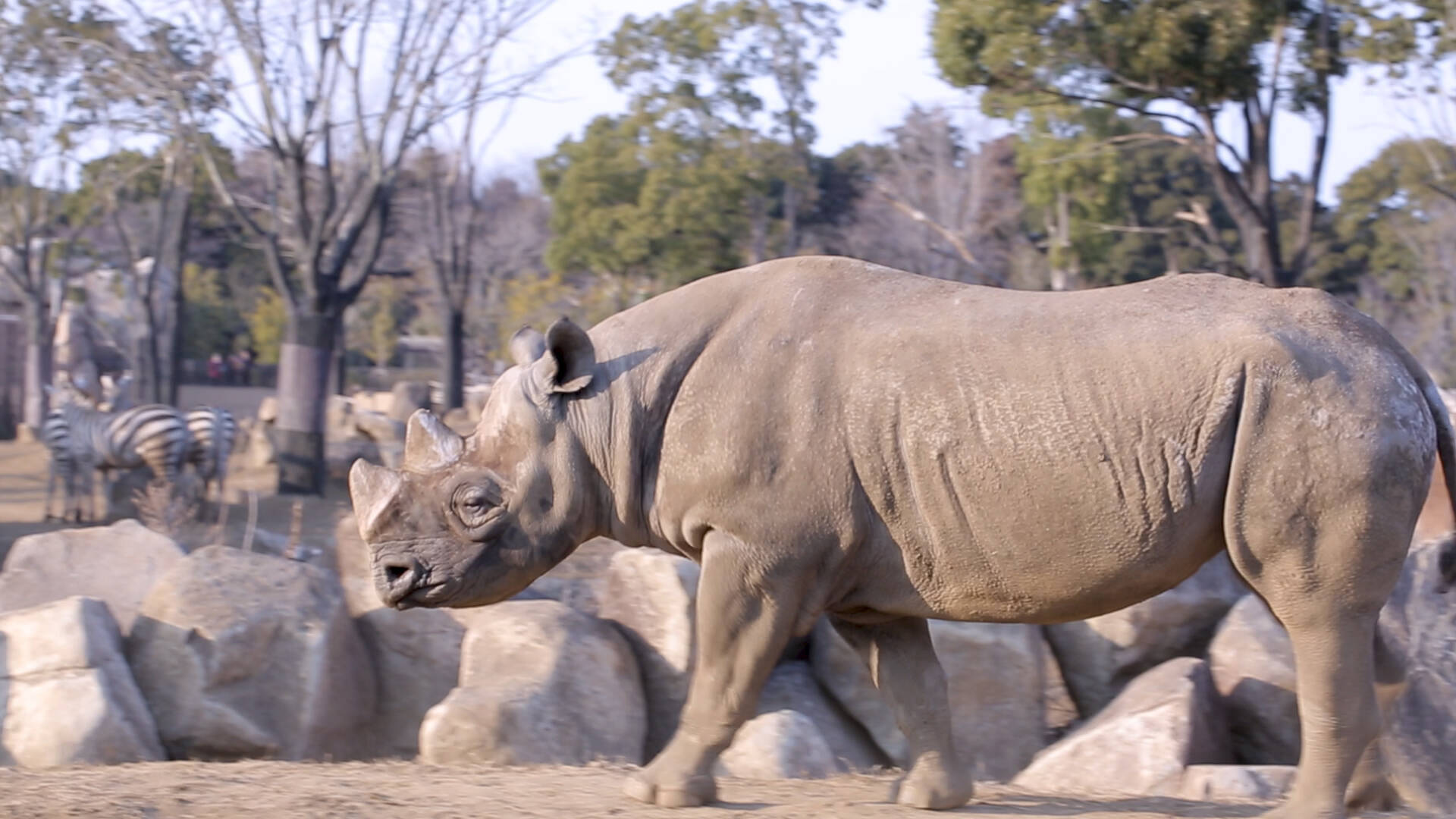まるでサバンナ 広々とした自然に囲まれた日本最大級の動物園 18年4月11日 エキサイトニュース