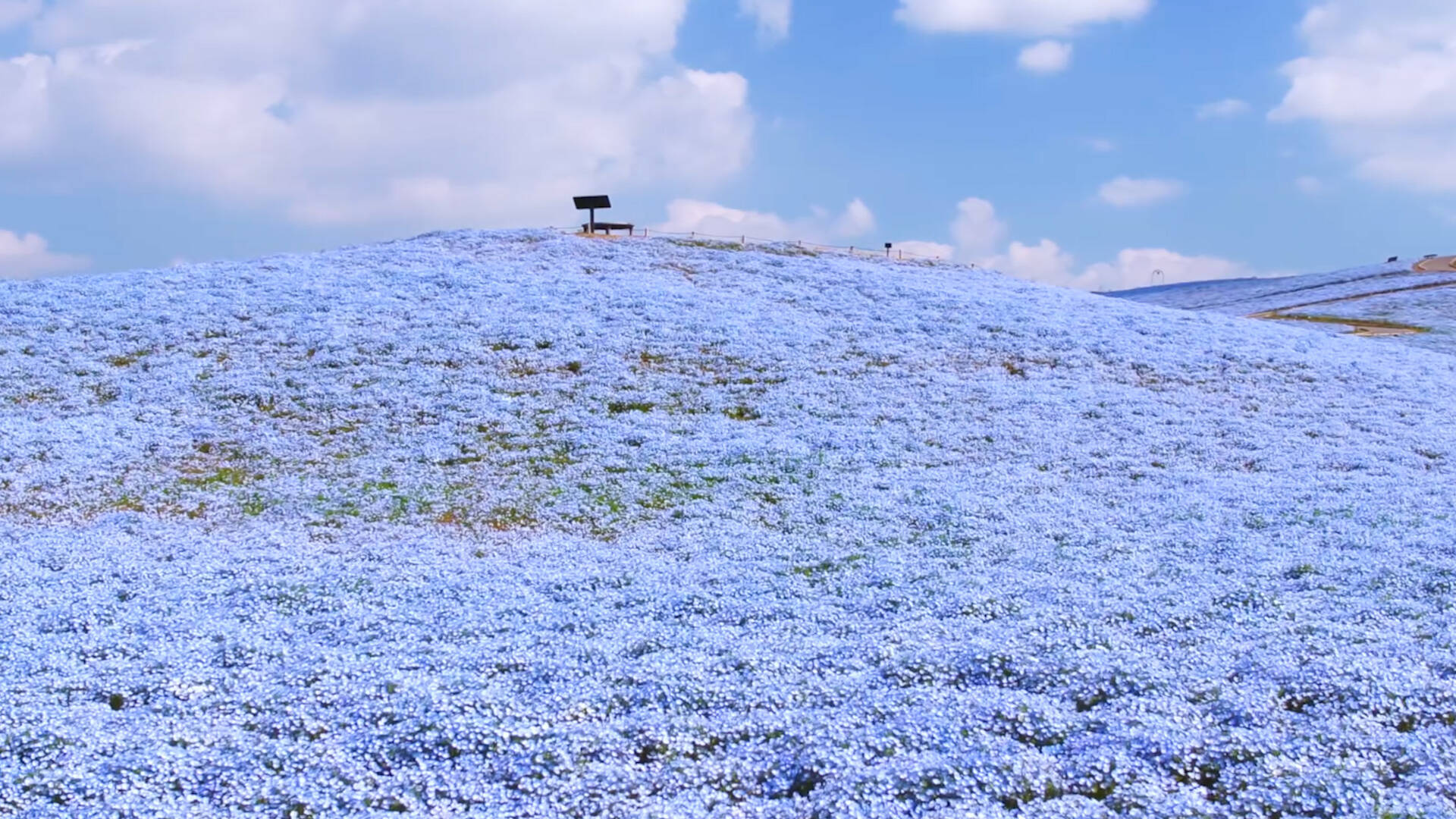 吸い込まれそうな一面の青 ネモフィラが織りなす春の風物詩 18年3月23日 エキサイトニュース 吸い込まれそうな一面の青 ネモフィラが織りなす春の風物詩 18年3月23日 エキサイトニュース