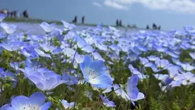 春の東京散歩 道端や軒先で見かけるあの花の名前 知ってる 18年3月24日 エキサイトニュース