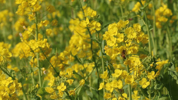 目にも鮮やかなビタミンカラー マザー牧場で見られる菜の花畑 18年3月26日 エキサイトニュース
