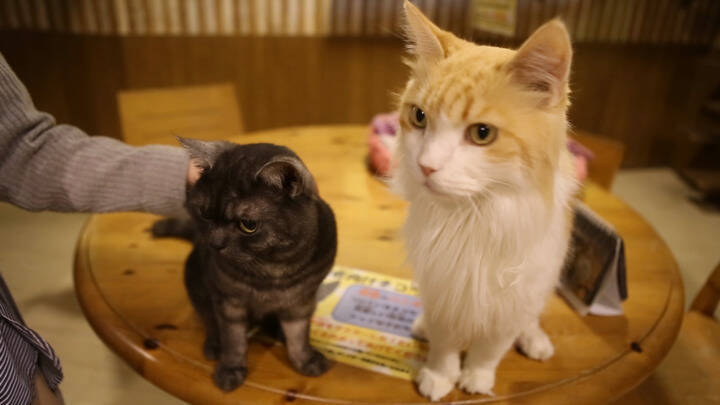 犬や猫にあの動物も ふれあい広場 天保山アニパ で癒される 18年5月22日 エキサイトニュース