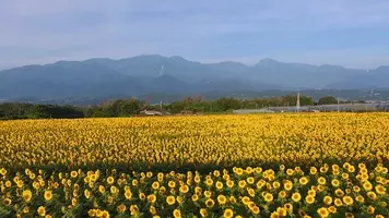 1万本の花畑にひまわり迷路 夏に行きたい 絶景ひまわり畑 6選 関西 17年6月12日 エキサイトニュース