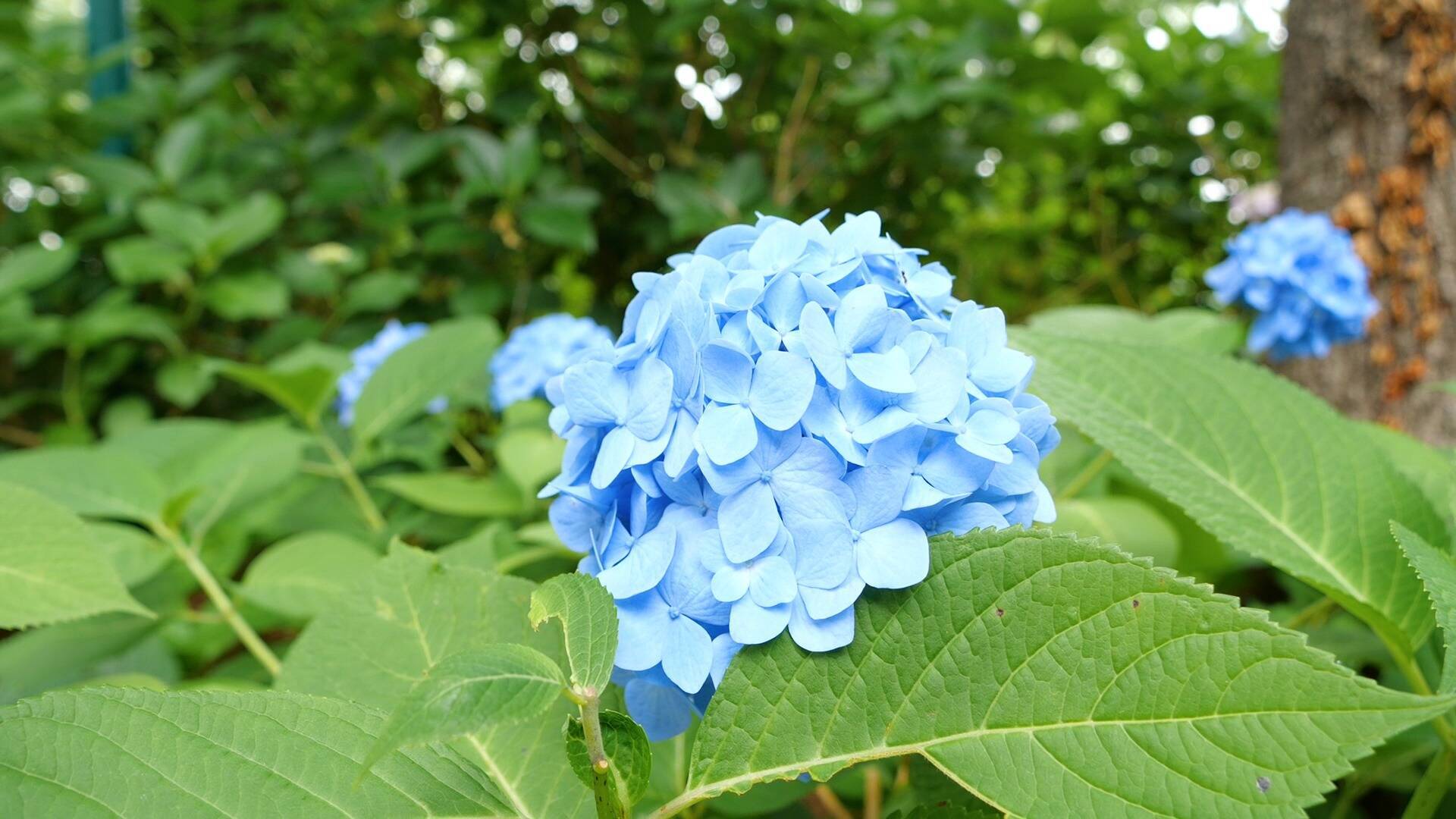 色づく花びらに初夏の訪れを感じて 梅雨を彩るあじさい祭り 18年6月12日 エキサイトニュース