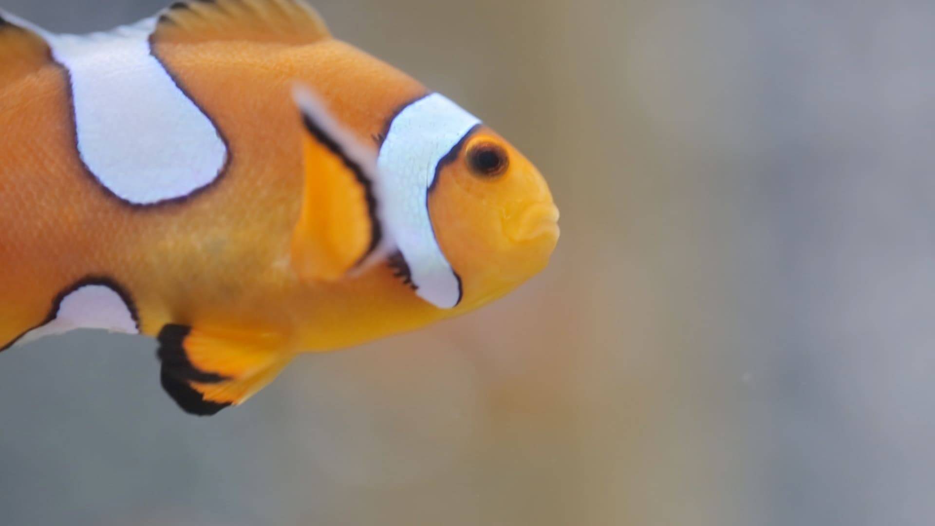 関東唯一 シャチを見られる水族館 鴨川シーワールド 18年7月25日 エキサイトニュース