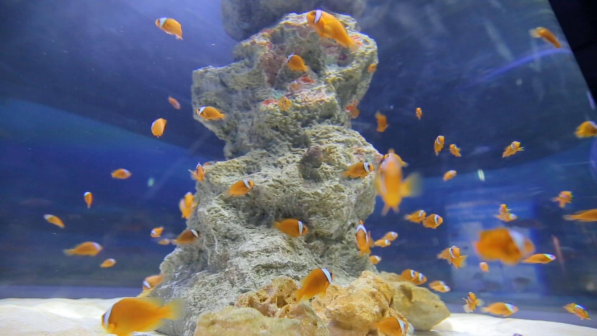 関東唯一 シャチを見られる水族館 鴨川シーワールド 18年7月25日 エキサイトニュース