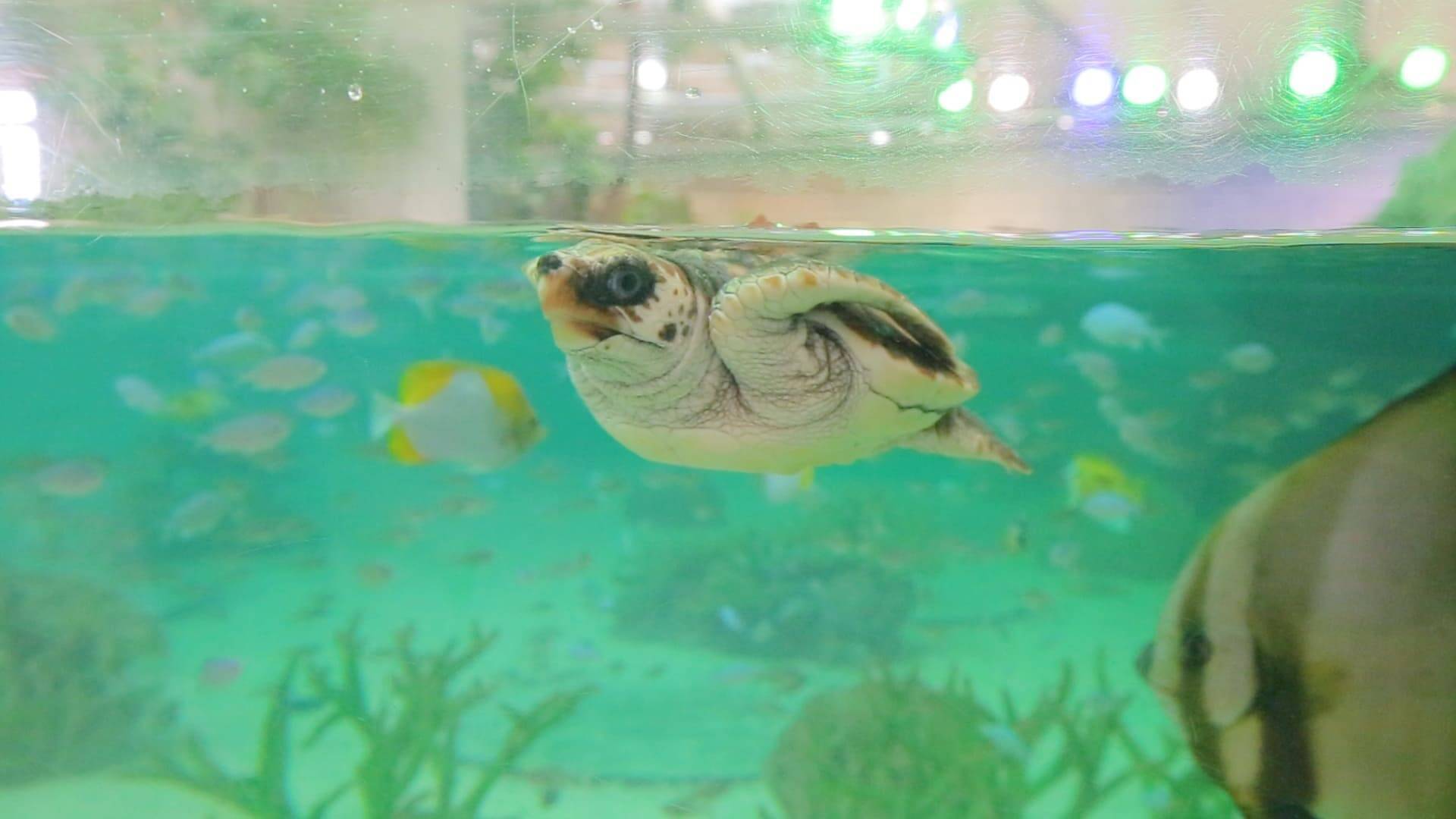 関東唯一 シャチを見られる水族館 鴨川シーワールド 18年7月25日 エキサイトニュース