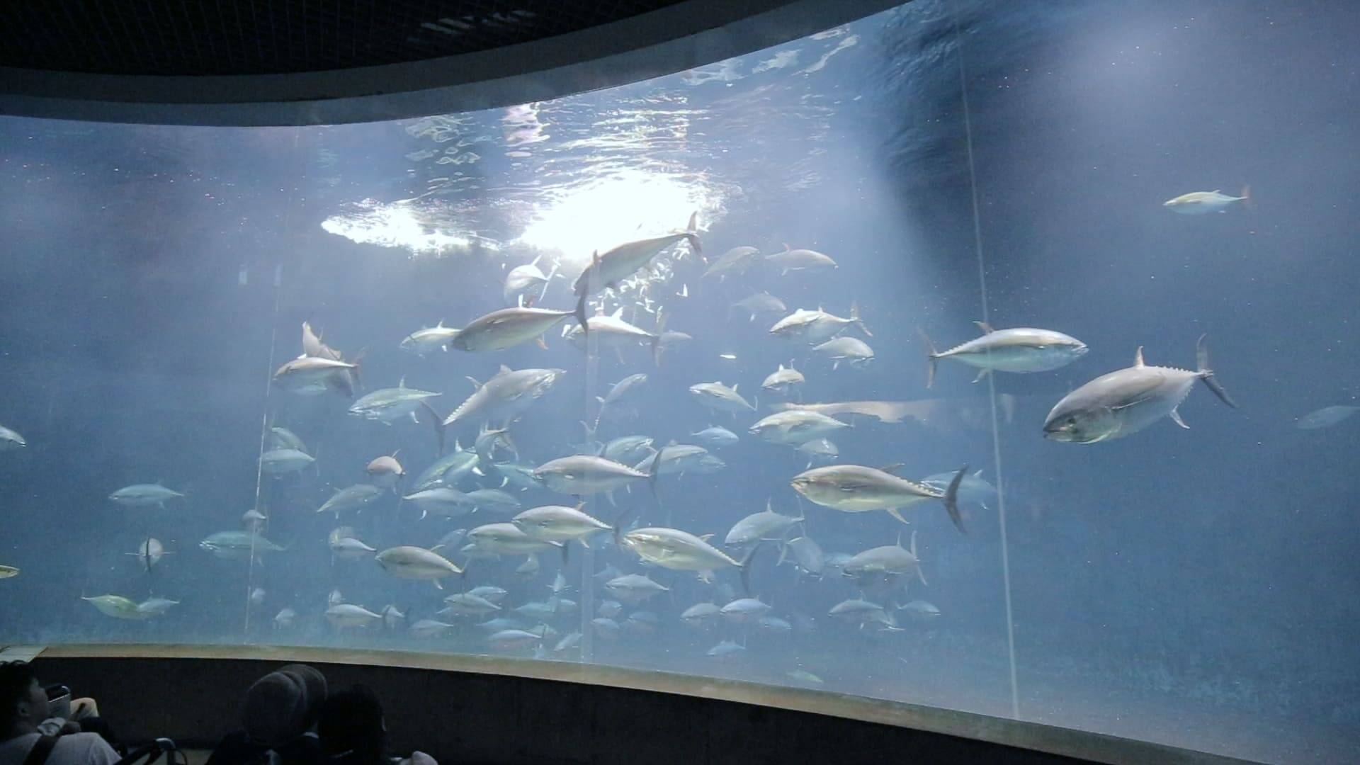 東京 葛西臨海水族園 で出合う圧巻のマグロ群泳 18年7月24日 エキサイトニュース