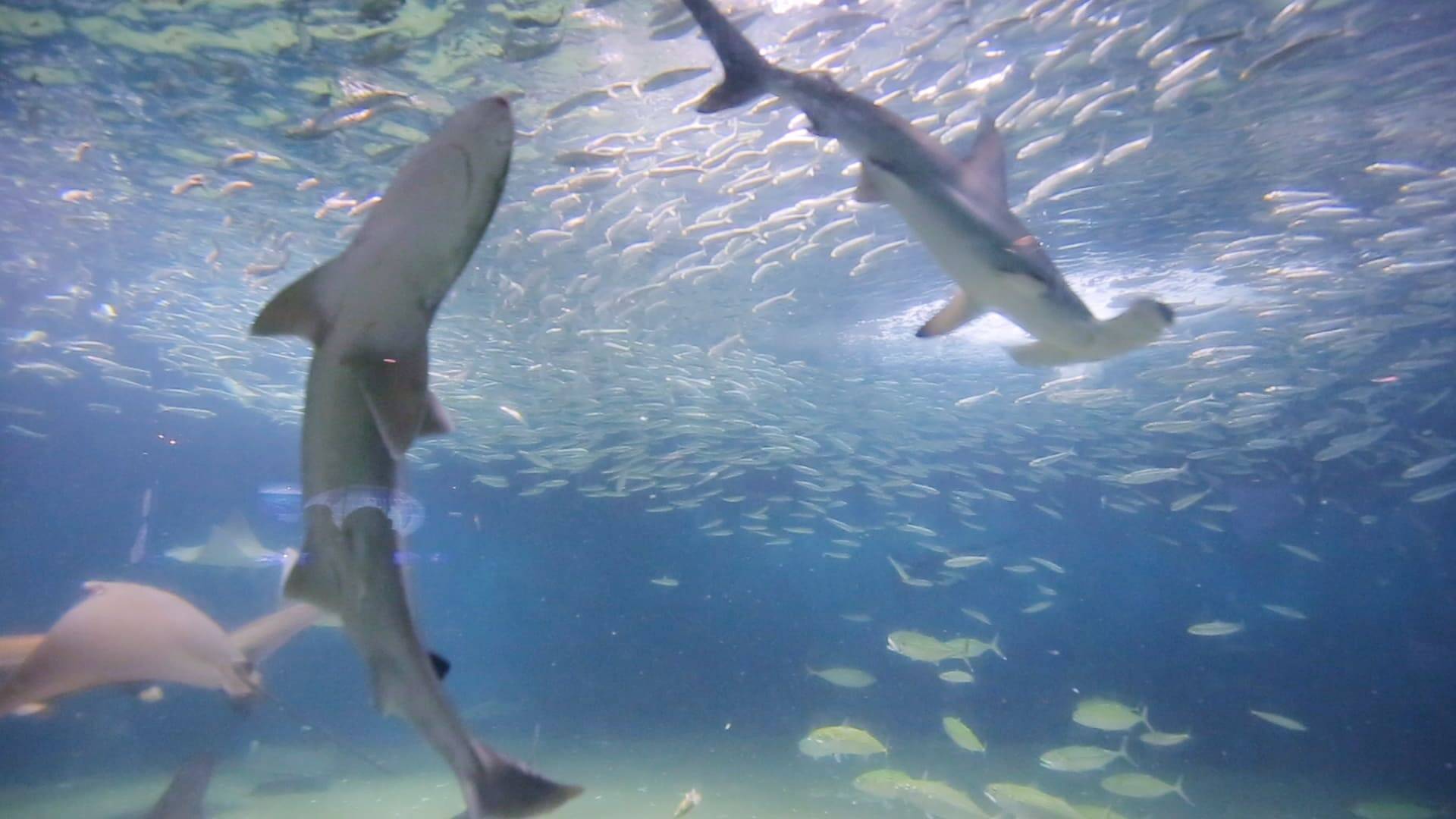 東京 葛西臨海水族園 で出合う圧巻のマグロ群泳 18年7月24日 エキサイトニュース