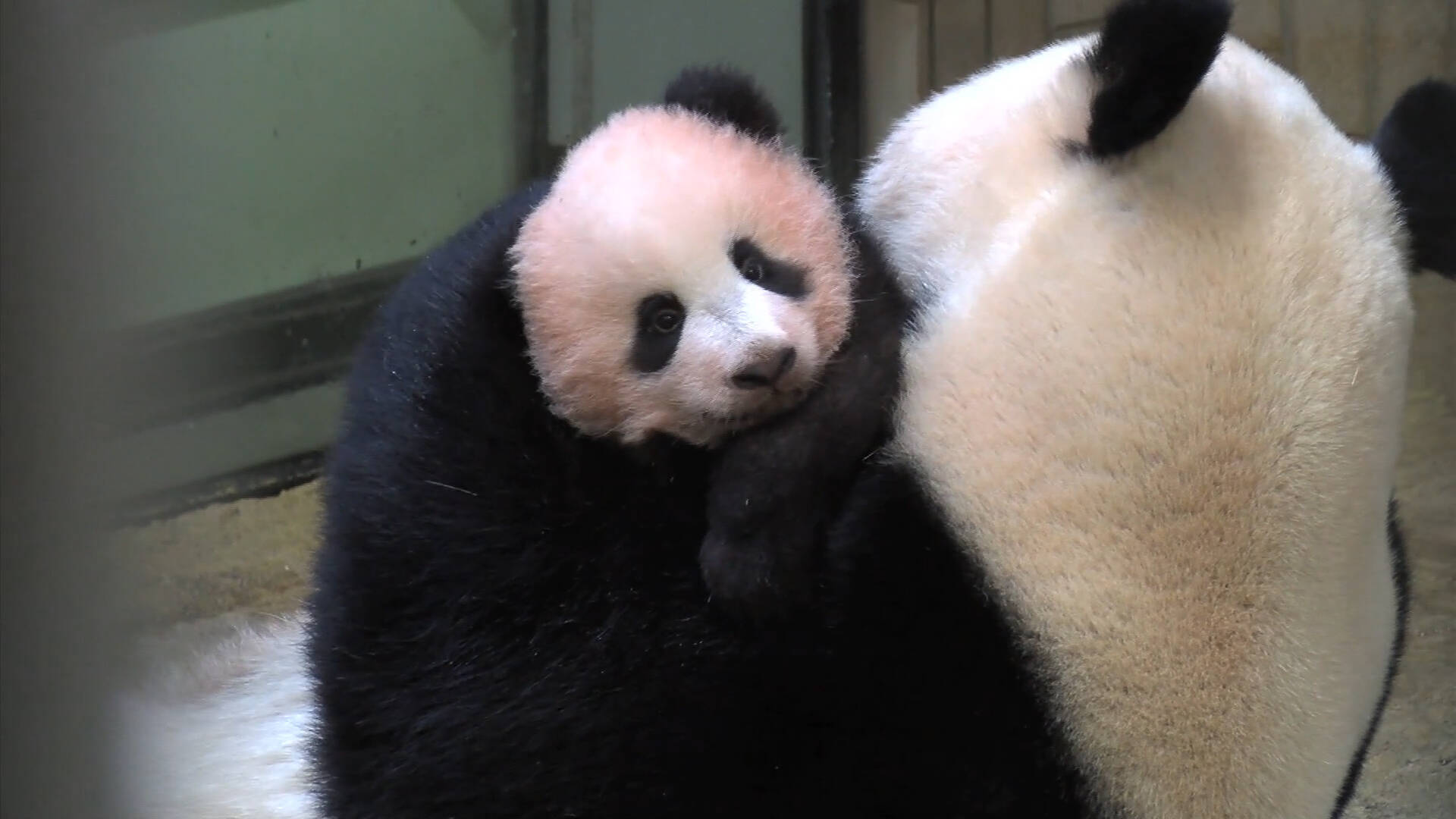 早く会いたい 上野動物園 のキュートな赤ちゃんパンダ 17年12月18日 エキサイトニュース