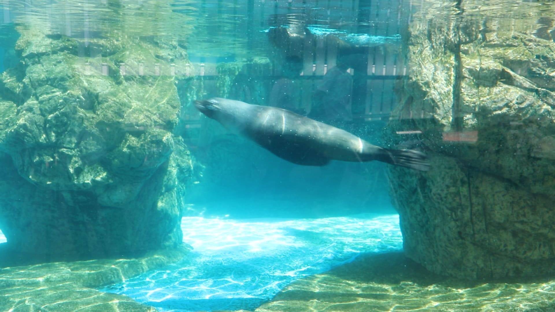 新体験 生きものについて楽しく学ぶ 京都水族館 18年7月26日 エキサイトニュース