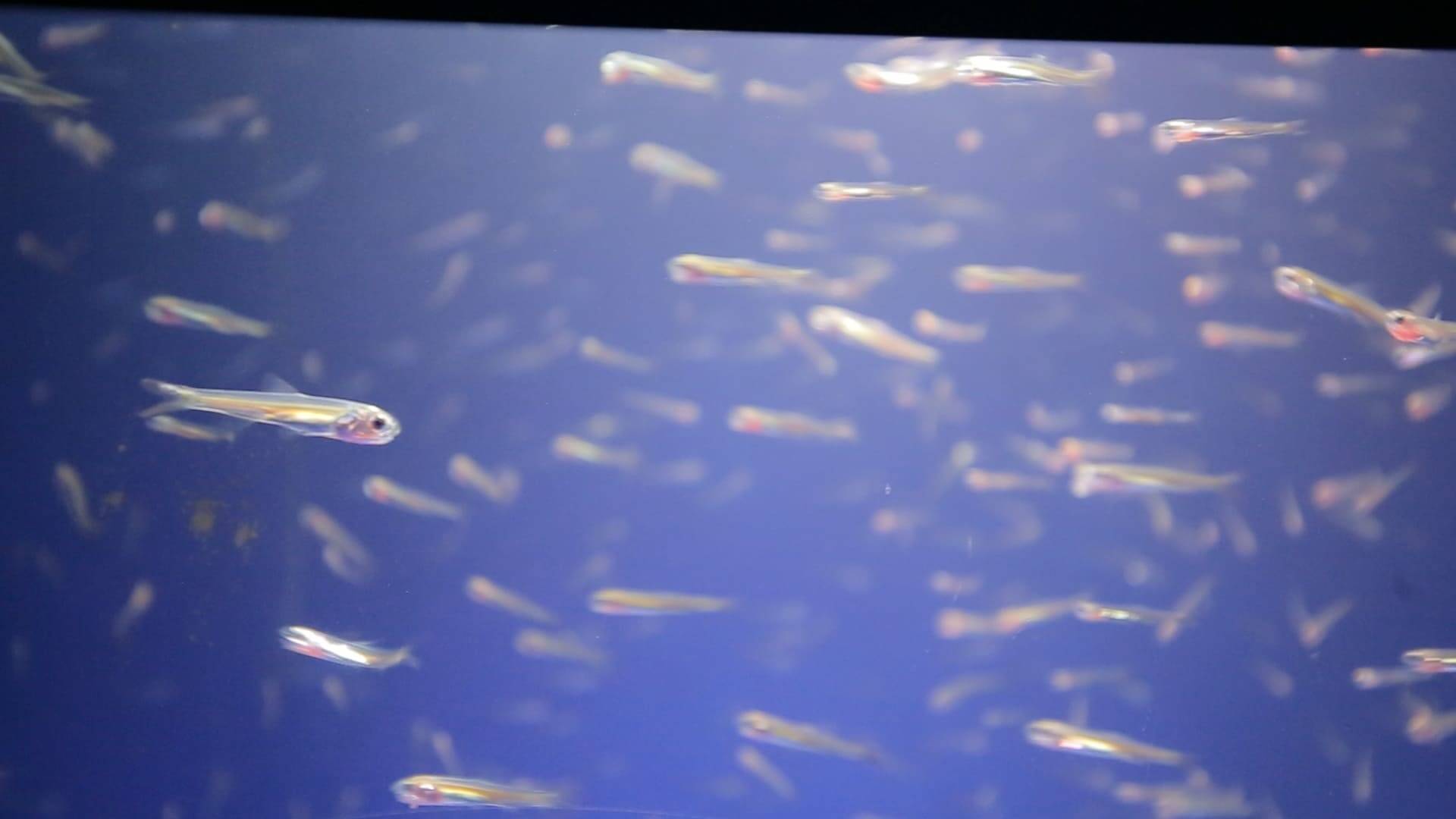 世界初 シラスの大群 に間近で出会える 新江ノ島水族館 19年4月15日 エキサイトニュース