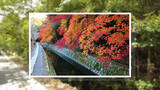 「四季折々の景色に思いを馳せて。哲学者が愛した京都の小道」の画像4