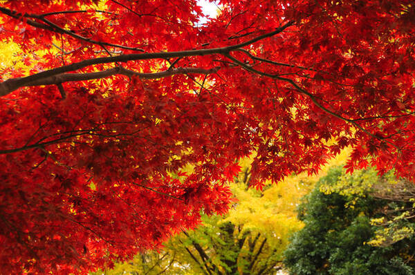 東京紅葉スポット 都心でも紅葉が楽しめる 新宿御苑コース 18年9月14日 エキサイトニュース