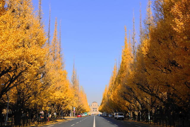 東京紅葉スポット 都心でも紅葉が楽しめる 新宿御苑コース 18年9月14日 エキサイトニュース