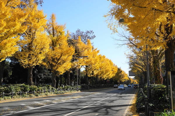 神奈川紅葉スポット 海や日本文化も堪能できる 山下公園コース 18年9月15日 エキサイトニュース