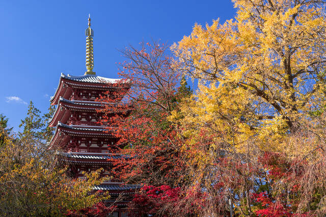 千葉紅葉スポット 歴史建築 紅葉まつり 成田山公園コース 18年9月15日 エキサイトニュース