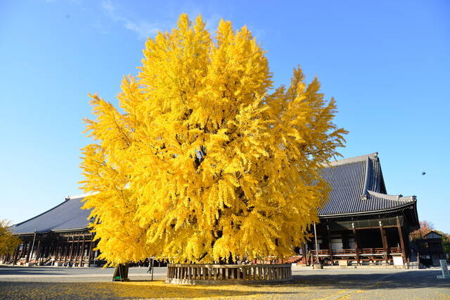 京都紅葉スポット 文化遺産と紅葉の融合 京都駅周辺コース 18年9月18日 エキサイトニュース