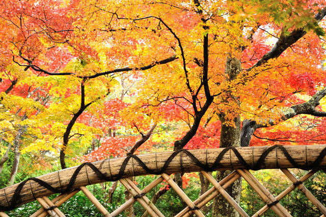 神奈川紅葉スポット 温泉と一緒に紅葉を楽しめる 箱根コース 18年10月17日 エキサイトニュース