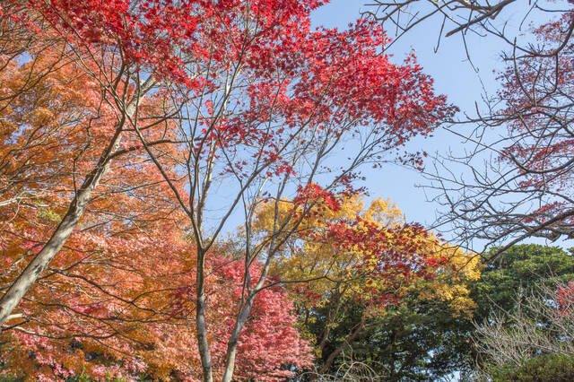 神奈川紅葉スポット 歴史 紅葉を楽しむ 北鎌倉コース 18年10月18日 エキサイトニュース