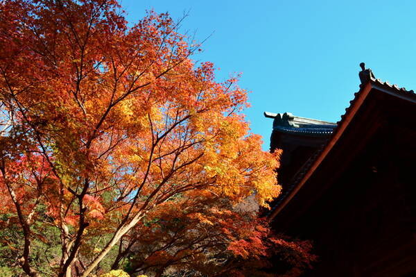 神奈川紅葉スポット 鎌倉で秋を楽しむ 鶴岡八幡宮コース 18年10月17日 エキサイトニュース