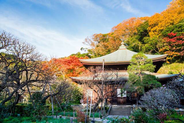 神奈川紅葉スポット 鎌倉で秋を楽しむ 鶴岡八幡宮コース 18年10月17日 エキサイトニュース