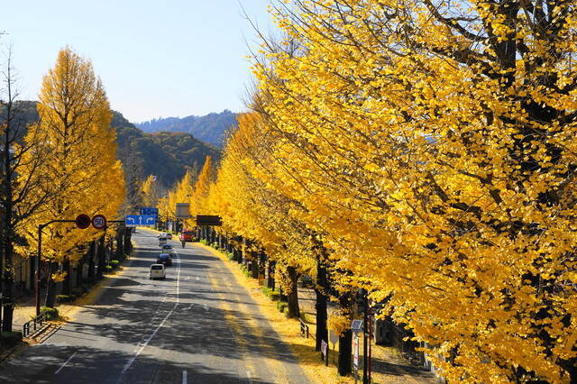 東京紅葉スポット 都内で気軽に楽しめる 井の頭公園コース 18年10月17日 エキサイトニュース